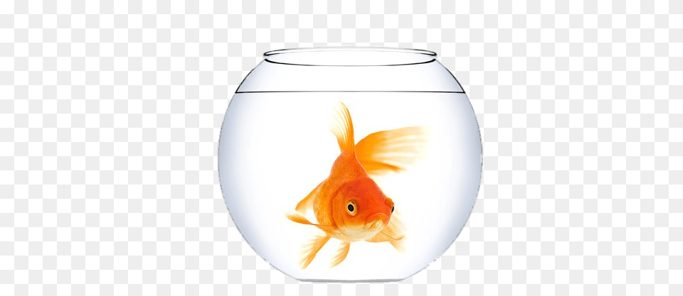 Goldfish In A Fish Bowl, Animal, Sea Life Png