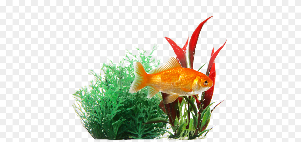 Goldfish In Plants Transparent Fish Transparent Background Fish, Animal, Sea Life, Aquatic, Water Free Png Download