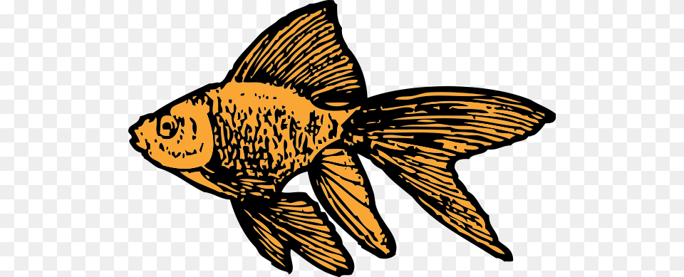 Goldfish Large Size, Animal, Fish, Sea Life, Baby Free Png