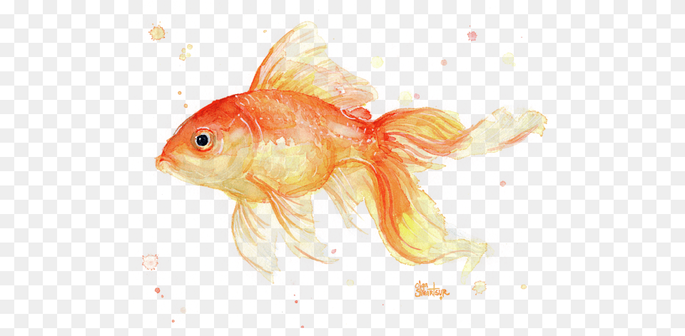 Goldfish Painting Watercolor Tank Top Goldfish Painting Watercolor, Animal, Fish, Sea Life Png Image