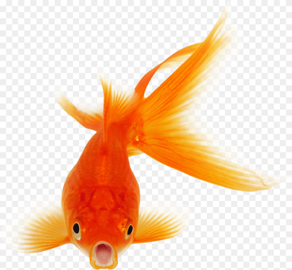 Goldfish Photo Background Transparent Background Goldfish, Animal, Fish, Sea Life Free Png