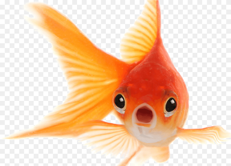 Goldfish Photo Face Of Gold Fish, Animal, Sea Life Png Image