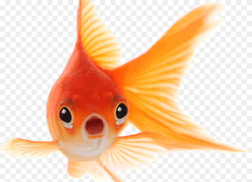 Goldfish Photo Transparent, Animal, Fish, Sea Life Free Png Download