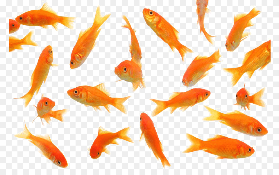 Goldfish Picture Mart Gold Fishes, Animal, Fish, Sea Life Free Png Download