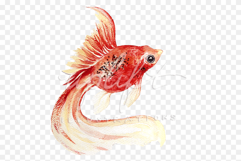 Goldfish Portable Network Graphics, Animal, Sea Life, Fish, Bird Png Image