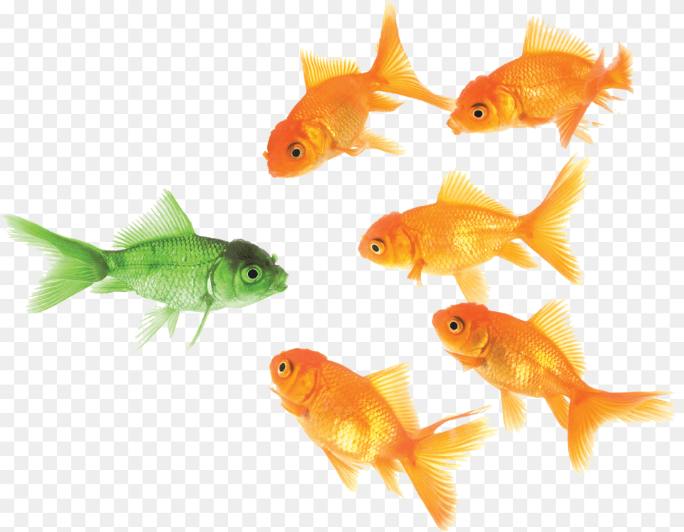 Goldfish Principle Emphasis, Animal, Fish, Sea Life Free Transparent Png