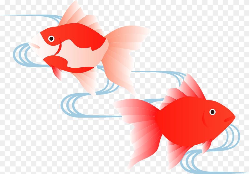 Goldfish Swimming Clipart, Animal, Fish, Sea Life, Shark Png Image