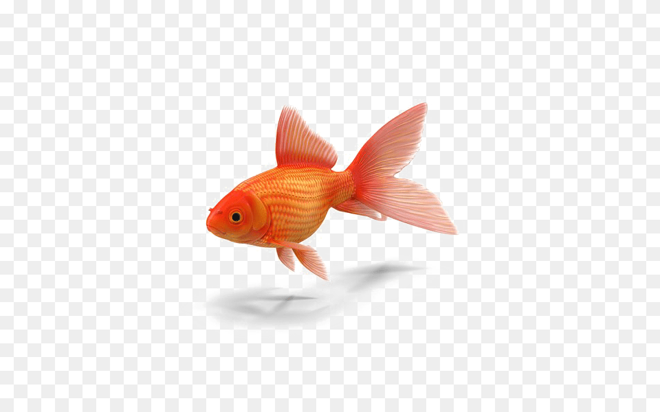 Goldfish Transparent, Animal, Fish, Sea Life Png Image