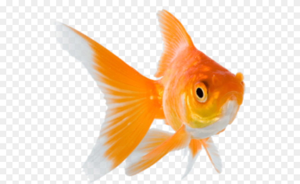 Goldfish Background Goldfish, Animal, Fish, Sea Life Free Transparent Png