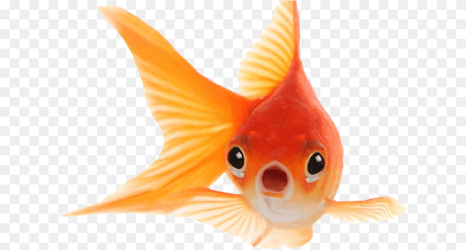 Goldfish Transparent Background Goldfish Hd Images, Animal, Fish, Sea Life Png