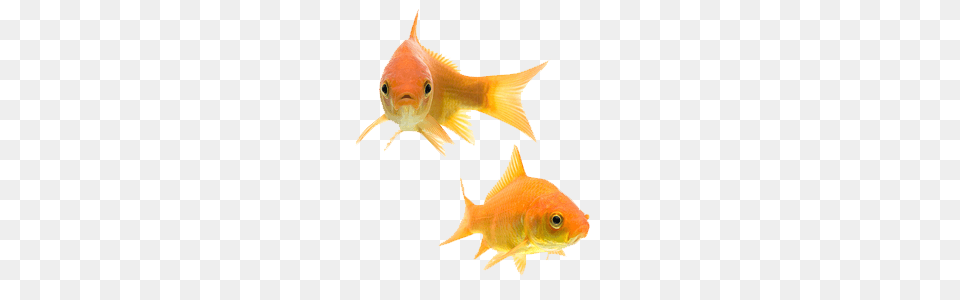 Goldfish Transparent Goldfish Images, Animal, Fish, Sea Life Free Png Download