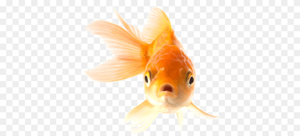 Goldfish Transparent Picture Animal Goldfish, Fish, Sea Life Free Png