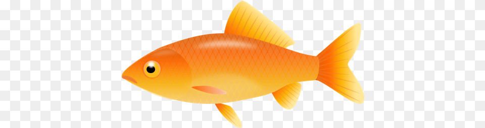 Goldfish U0026 Clipart Download Ywd Gold Fish Clipart, Animal, Sea Life Free Transparent Png