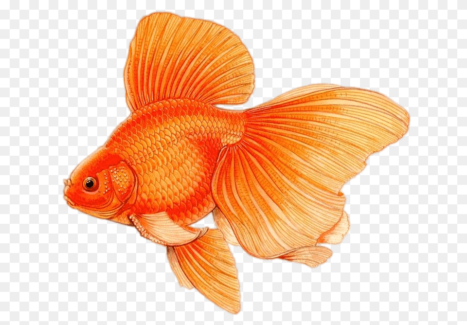 Goldfish With Large Fins Drawing, Animal, Fish, Sea Life Free Png