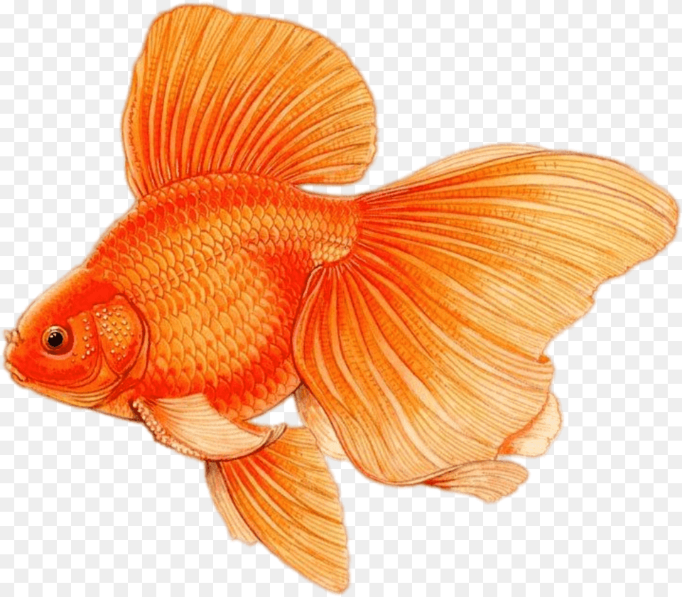 Goldfish With Large Fins Drawing Pez Dibujo A Color, Bowl, Food, Cream, Dessert Free Png