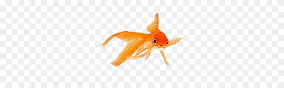 Goldfish With Very Long Tail, Animal, Fish, Sea Life Png Image