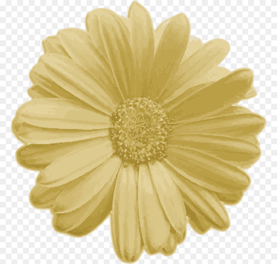 Goldflower Real Flower, Daisy, Petal, Plant Png Image