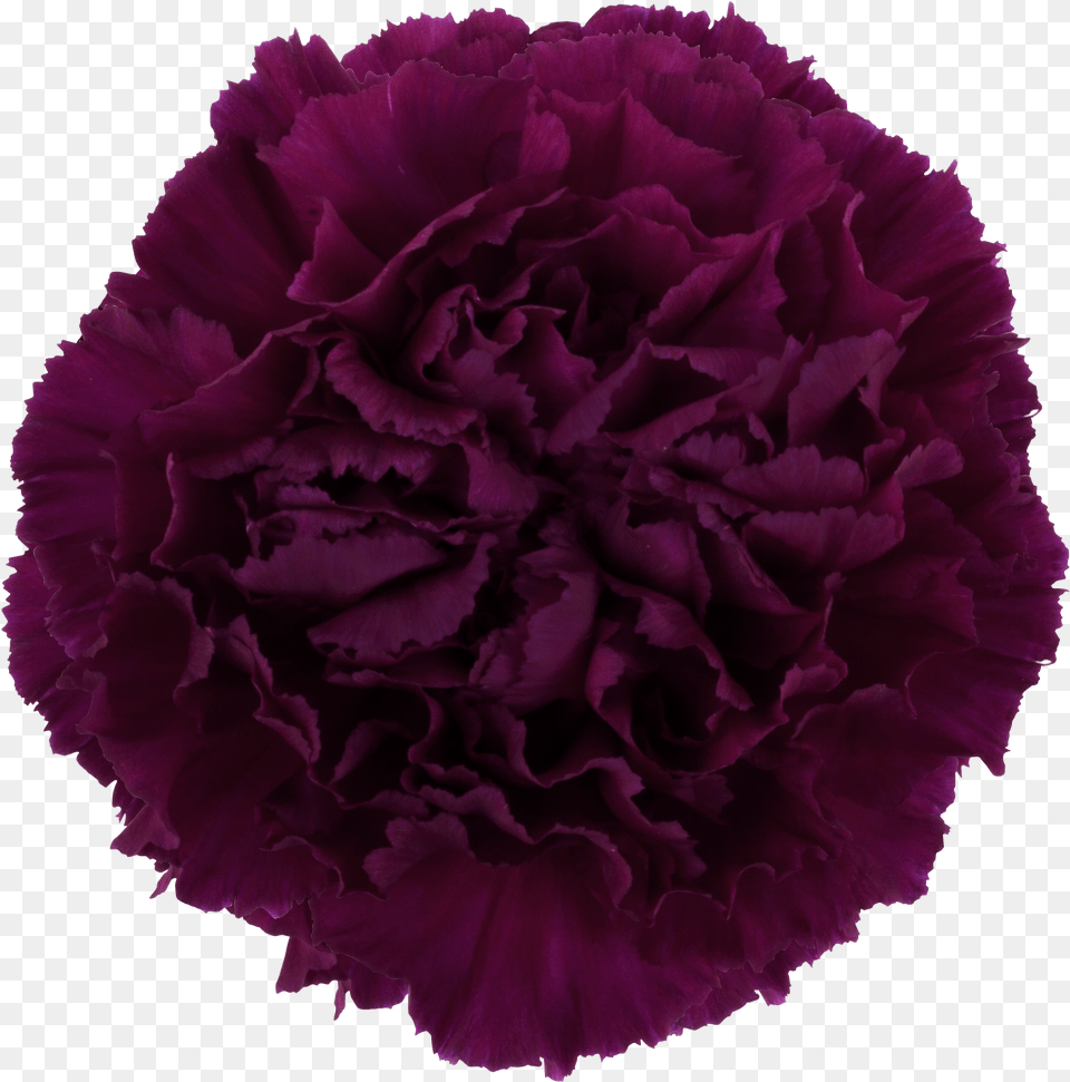 Golem Carnation, Flower, Plant, Rose Png