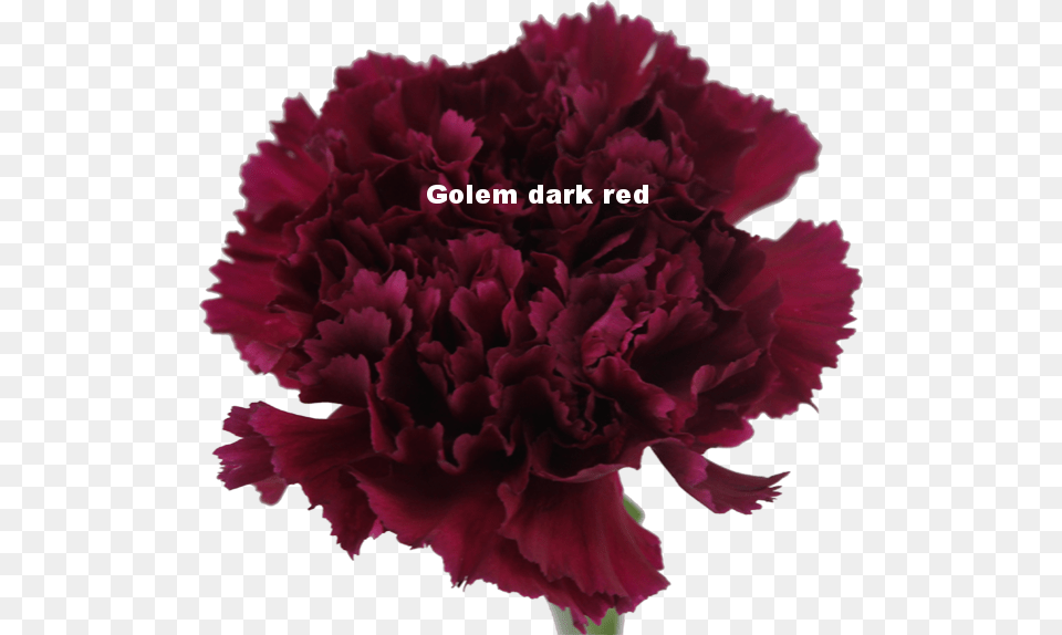 Golem Dark Red Anjer Paars, Carnation, Flower, Plant, Rose Png
