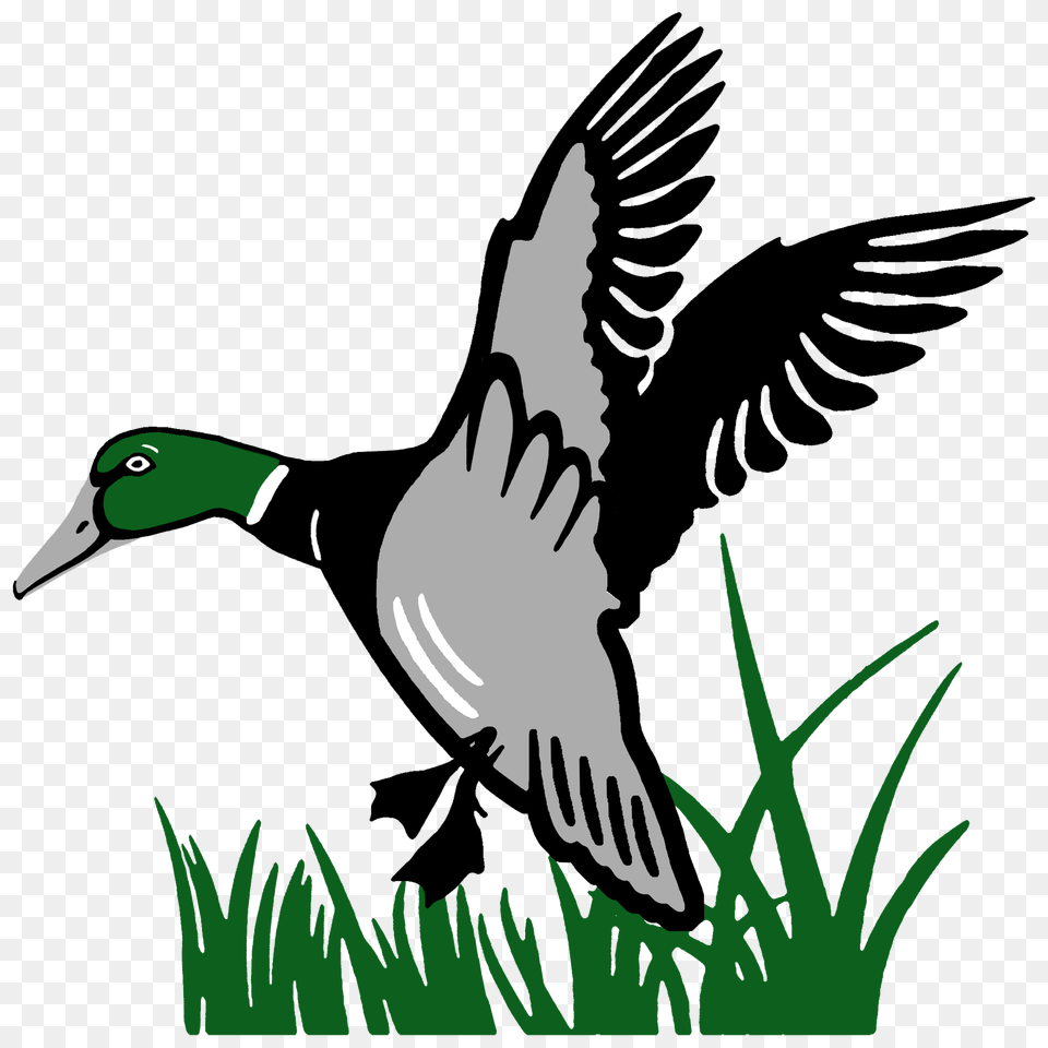 Golf Events Archives, Animal, Bird, Goose, Waterfowl Png Image