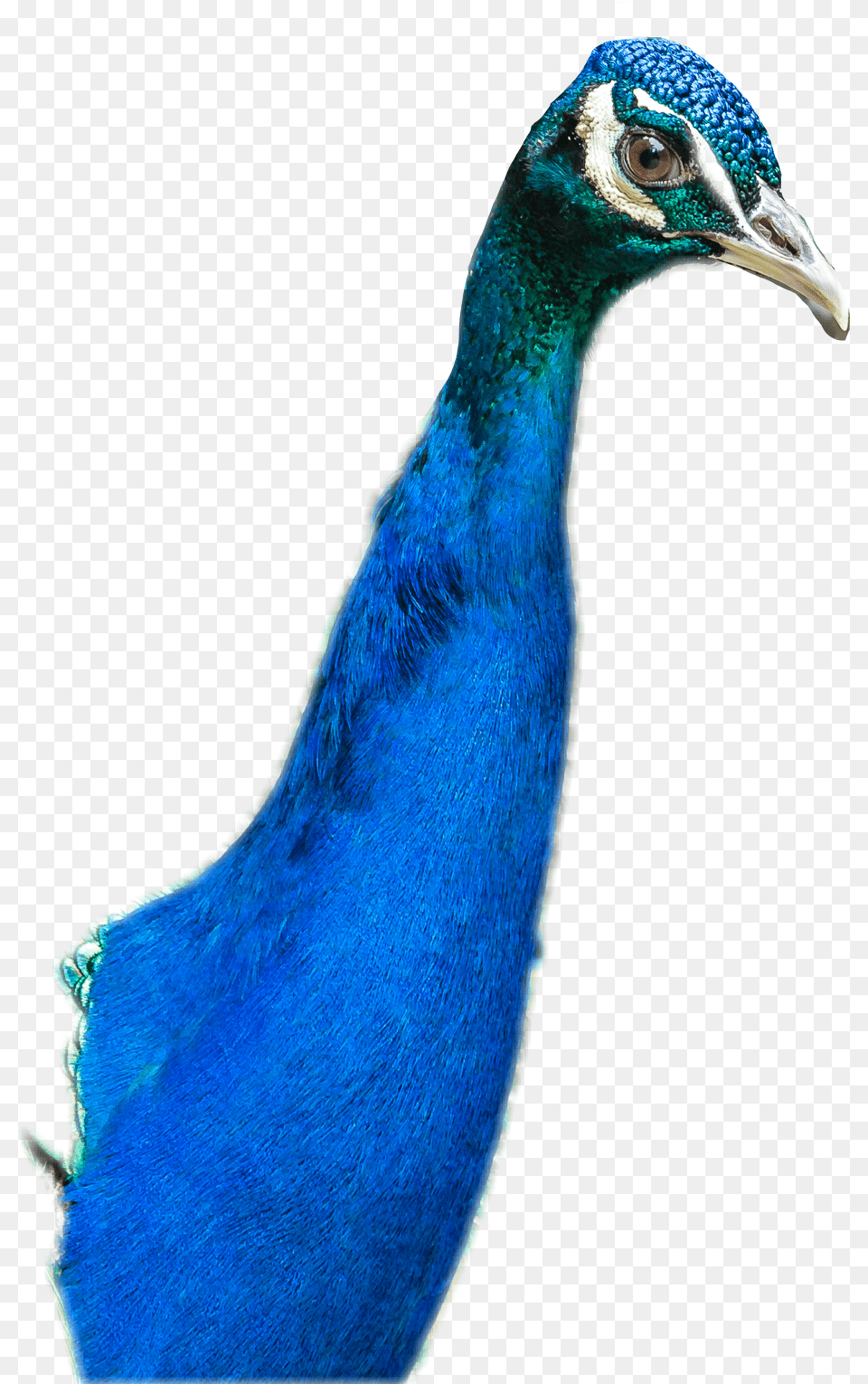 Golfinho Dolphin Vaporwave Seapunk Tumblr Aesthetic Peafowl, Animal, Bird, Peacock Png Image