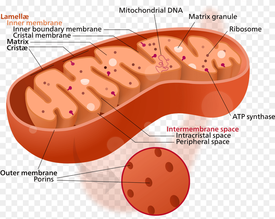 Golgi Bodies Vs Mitochondria Cytoplasm In The Mitochondria, Food Png