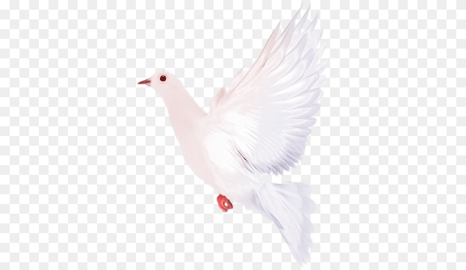 Golub Mira Belij Golub Fauna Ptici Golub Bird White Doves With Transparent Background, Animal, Pigeon, Dove, Person Free Png Download