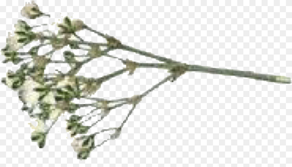 Gon Freecss 34 Anime Background Hunter X Hunter Transparent Render, Herbal, Sprout, Bud, Flower Free Png Download