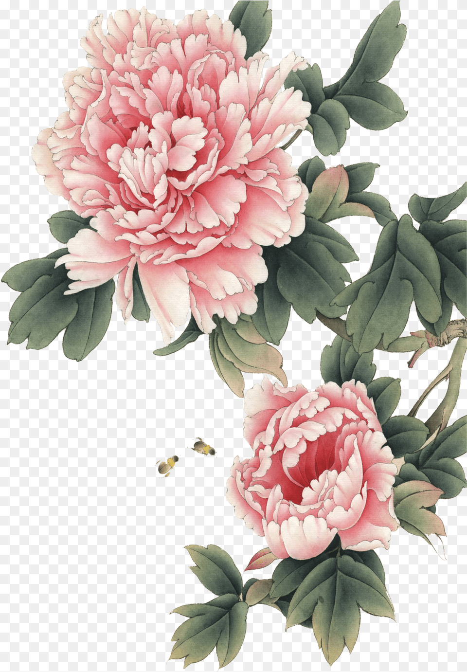 Gongbi Art Transprent Download Plant Peony, Dahlia, Flower, Rose, Carnation Free Transparent Png