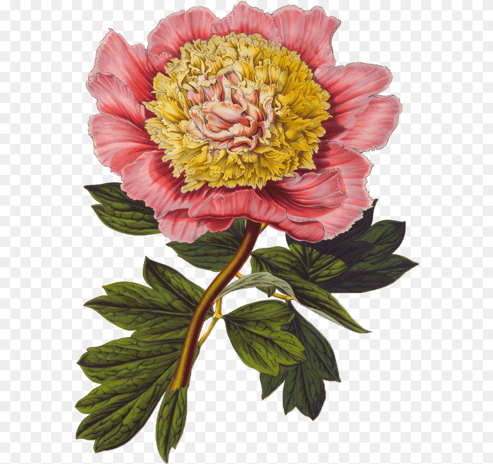 Gongbi Floral Flowers Background Material Botanical Illustration Flowers, Dahlia, Flower, Plant, Peony Png Image