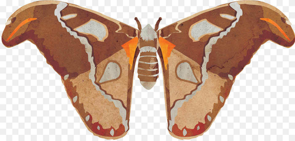 Gonimbrasia Belina, Animal, Butterfly, Insect, Invertebrate Png Image