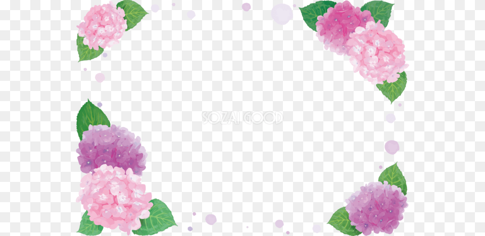 Good, Carnation, Flower, Petal, Plant Free Png