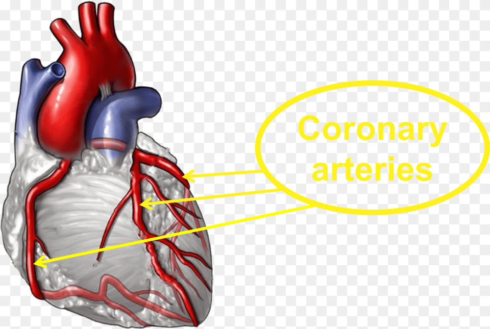 Good Lifestyle Choices Help To Keep The Coronary Arteries Rheumatoid Arthritis Affect Heart Png