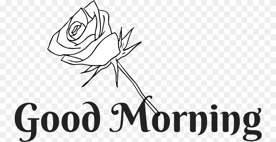 Good Morning, Flower, Plant, Rose, Text Free Transparent Png