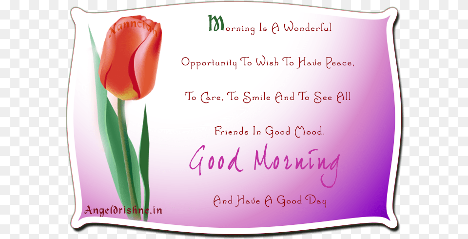 Good Morning And Have A Good Day Take Care Have A Wonderful Day, Flower, Plant, Tulip, Text Png