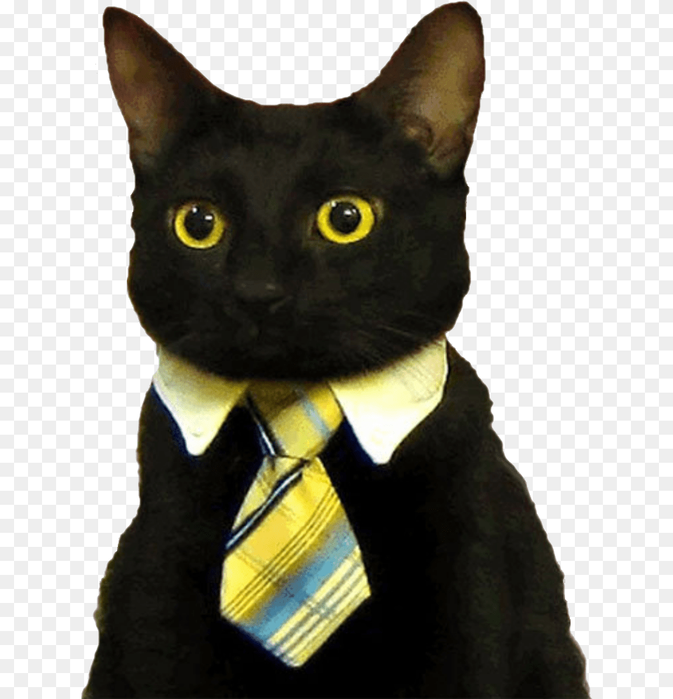 Good Morning Funny Cat Business Cat Meme Blank, Accessories, Formal Wear, Necktie, Tie Png