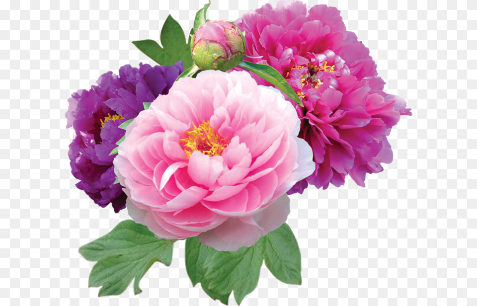 Good Morning Gif In Hindi Blessing, Dahlia, Flower, Plant, Rose Free Png Download
