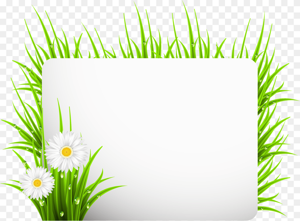 Good Morning Persian Gif, Daisy, Flower, Plant, Grass Png