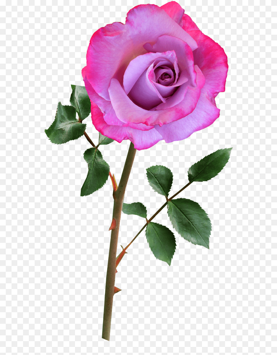 Good Morning Rose Didi, Flower, Plant Png Image