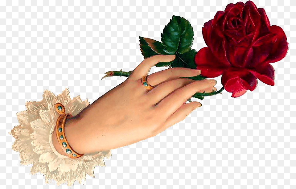 Good Night Hand Rose, Plant, Flower, Accessories, Person Png