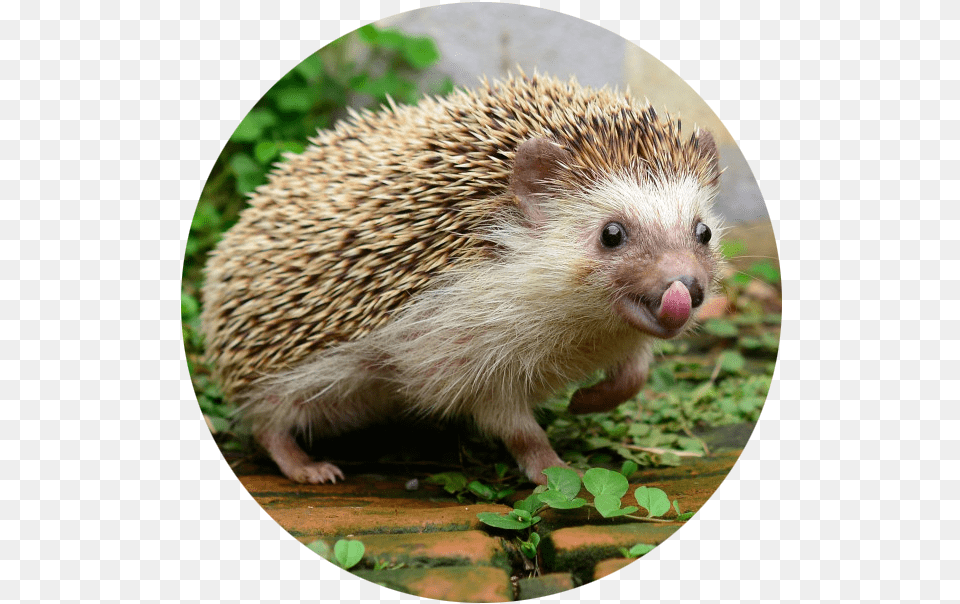 Good Pets To Have In Your Room, Animal, Hedgehog, Mammal, Rat Png Image