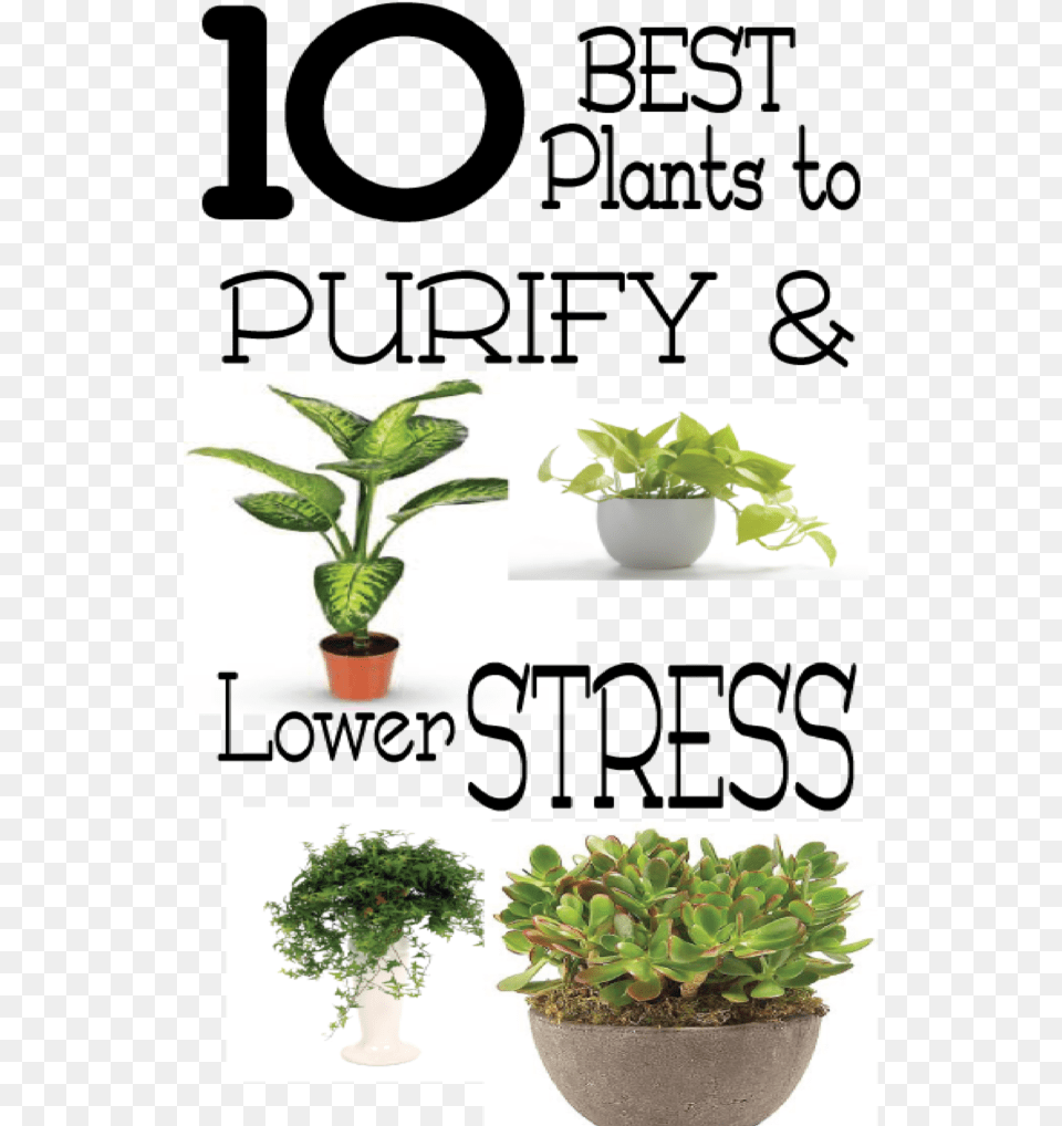 Good Plants For Stress, Herbal, Herbs, Leaf, Plant Png Image
