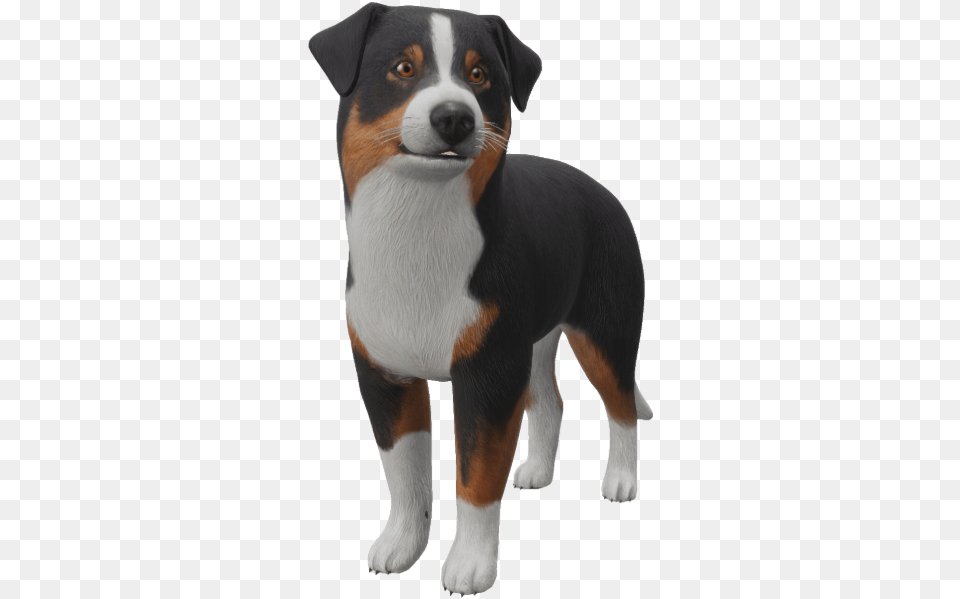 Google 3d Animals U0026 Ar Objects Full List Gallery Collar, Animal, Canine, Dog, Mammal Png