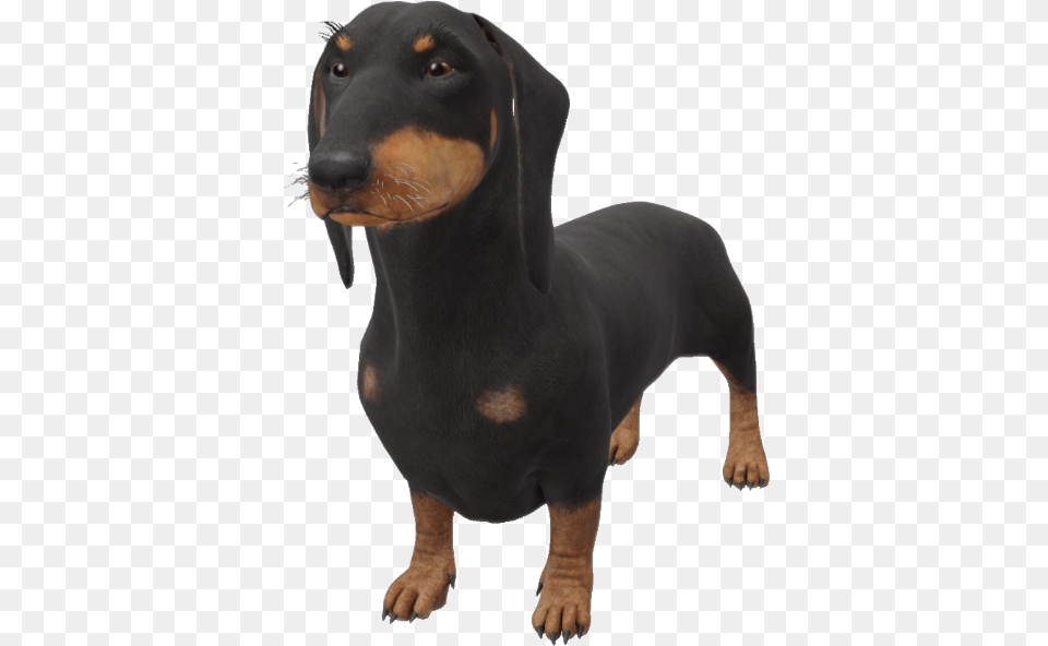 Google 3d Animals U0026 Ar Objects Full List Gallery Dachshund 3d Google, Snout, Animal, Canine, Dog Free Png