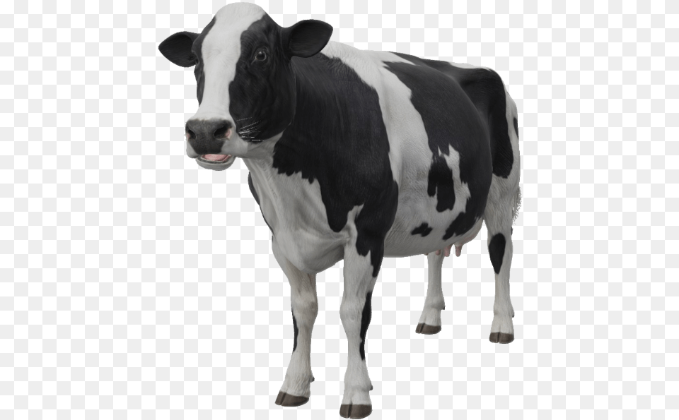 Google 3d Animals U0026 Ar Objects Full List Gallery Google 3d Animals Cow, Animal, Cattle, Livestock, Mammal Free Png