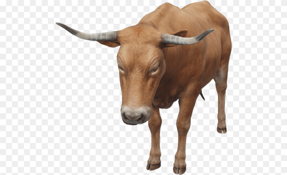 Google 3d Animals U0026 Ar Objects Full List Gallery Ox, Animal, Bull, Cattle, Livestock Free Transparent Png