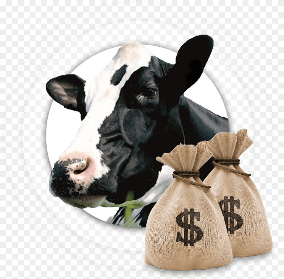 Google Adsense And Google Adwords, Animal, Cattle, Cow, Livestock Png Image