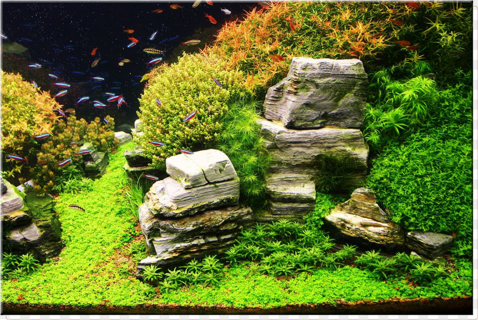 Google Image Result For Http Aquascaping, Animal, Sea Life, Plant, Water Free Png Download