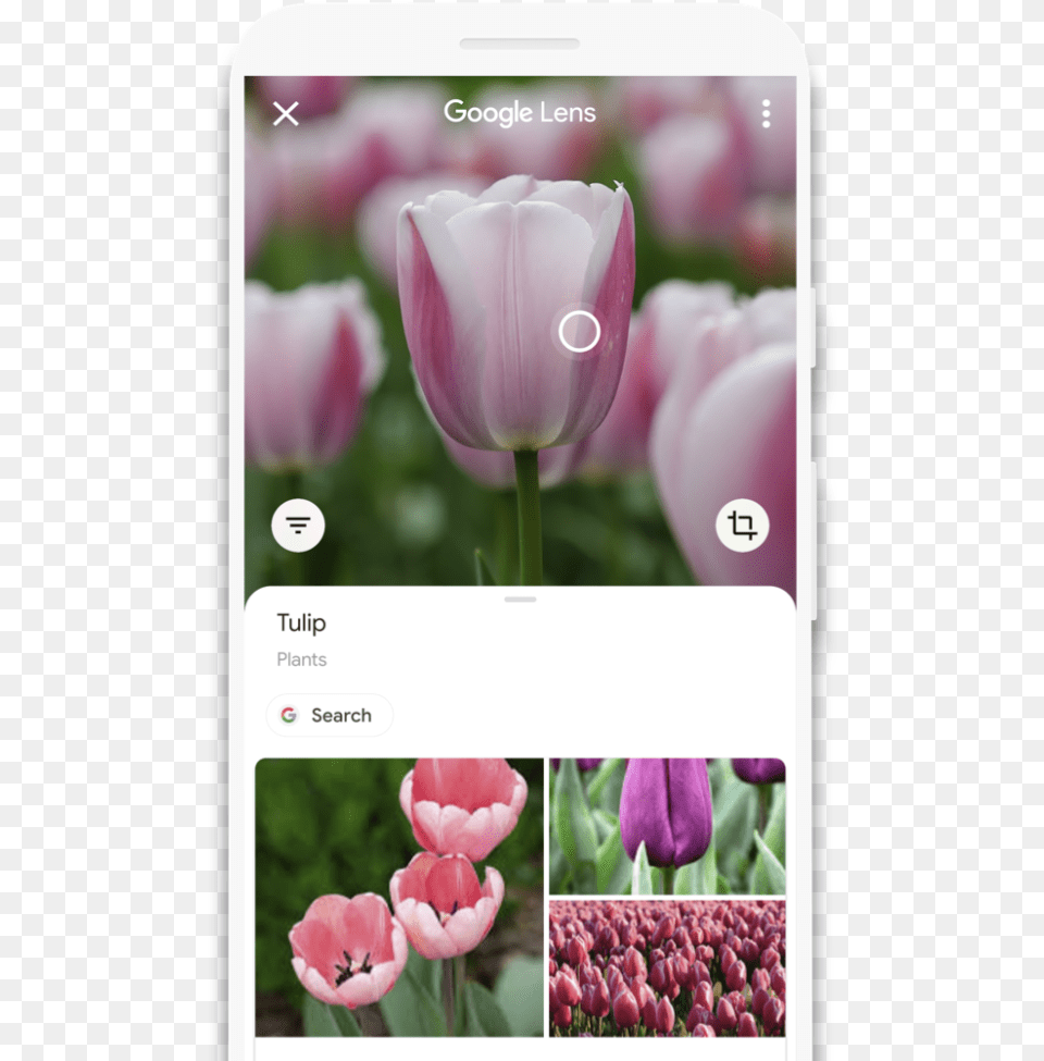 Google Lens For Android Scans Qr Code Google Pay Scan Flower, Plant, Petal, Tulip Png Image