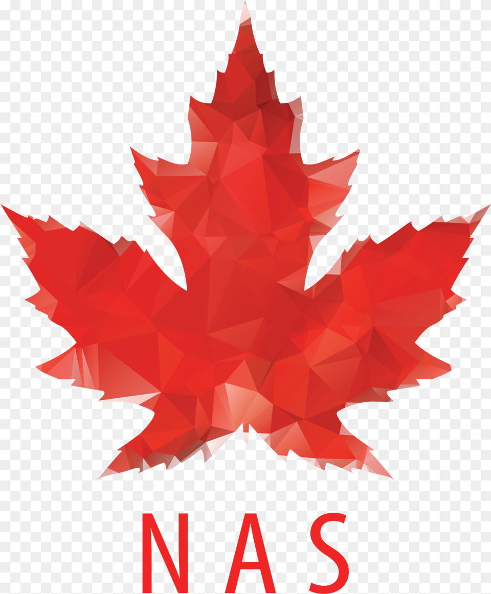 Google Maple Leaf, Plant, Tree, Maple Leaf, Person Free Png Download